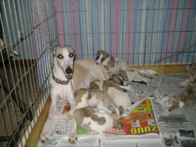 A typical litter of Jaama Whippets